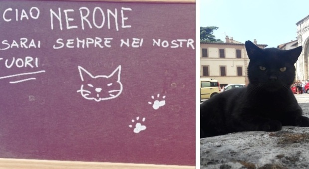 Nerone, il gatto andato a morire nell'officina del proprietario scomparso tre anni fa. Quartiere in lutto: «Sempre nei nostri cuori»