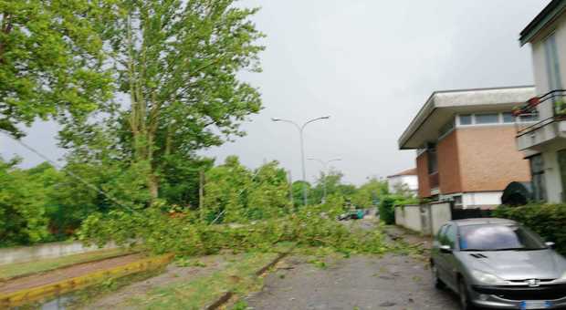 Un albero caduto in via Europa, nel quartiere Commenda