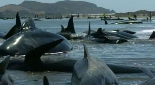 Morte più di 100 balene spiaggiate: altre decine di cetacei sono a rischio