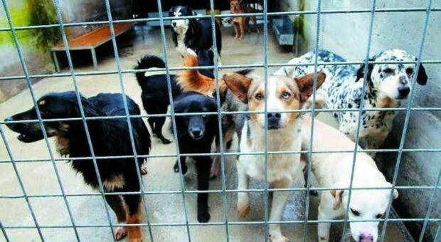 Cani abbandonati, maltrattati e senza guinzaglio: stretta sui controlli. Sanzioni fino a 30mila euro
