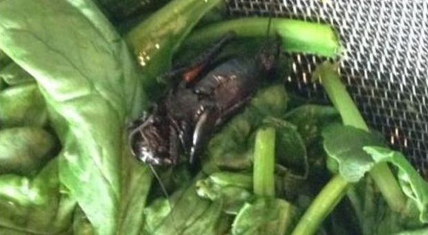 Lo scarafaggio negli spinaci