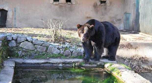 Incontro ravvicinato con l'orso: allevatore sviene e rimane ferito alla testa a Pettorano sul Gizio