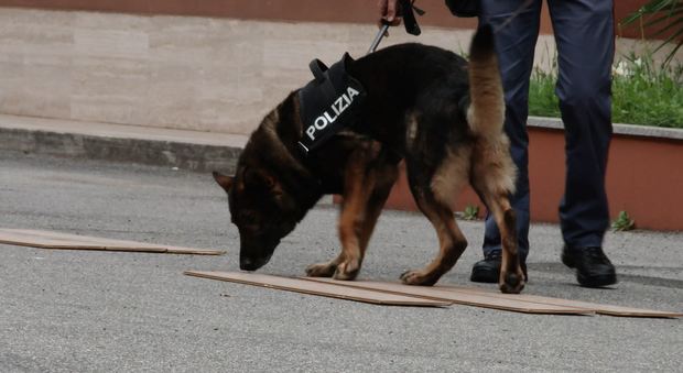 Polizia, quando i cani aiutano le indagini: i casi risolti grazie alle unità cinofile
