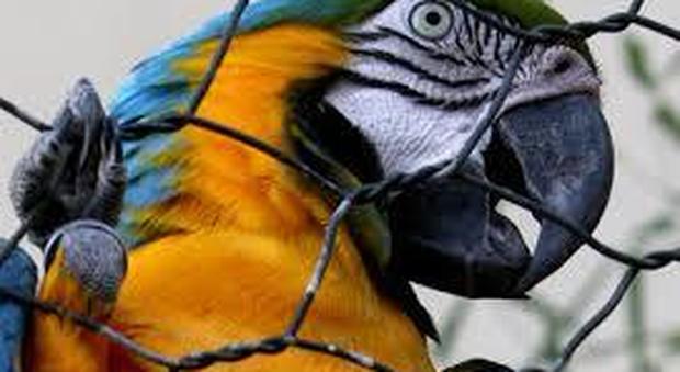 Violentata e uccisa in casa sotto gli occhi del suo pappagallo, l'uccello chiamato a testimoniare in tribunale