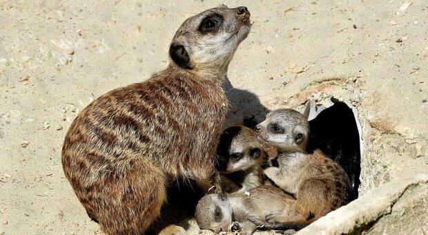 Bioparco lieti eventi: arrivano 3 cuccioli di suricato, una cammellina e due baby pinguini del Capo. Specie a rischio da tutelare