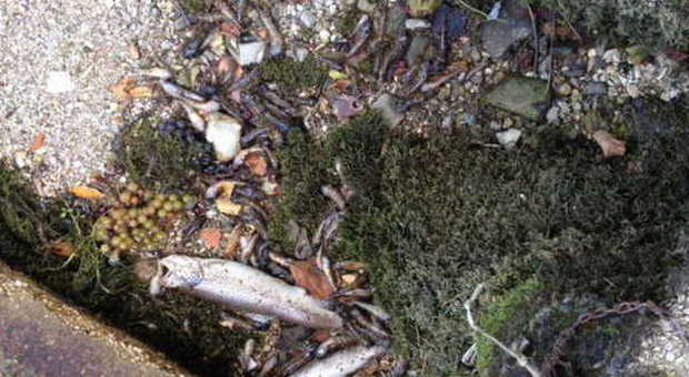 Canaletta del Meschio in secca: moria di pesci a Savassa