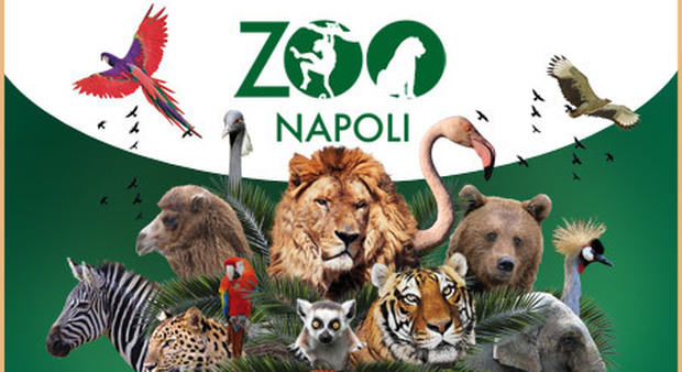 Zoo di Napoli, studenti a lezione di scimpanzé