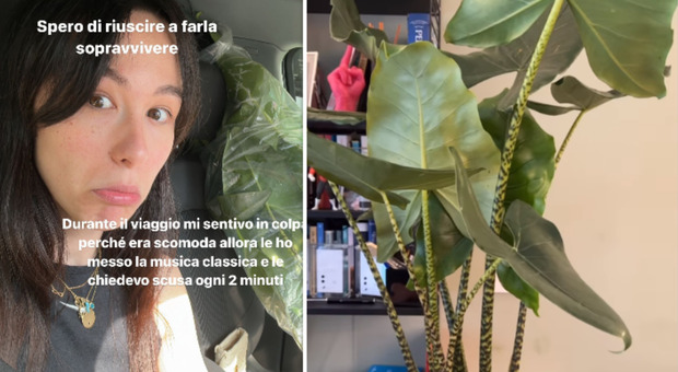Aurora Ramazzotti, il pollice verde: «Ho comprato una pianta, in auto le chiedevo sempre scusa...»