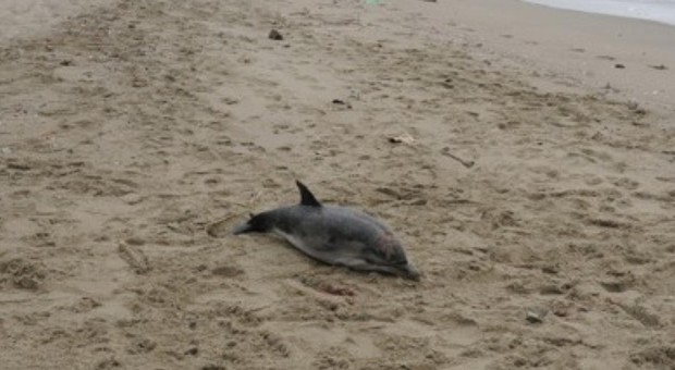 Focene, trovato un delfino spiaggiato. Forse ucciso dal morbillivirus