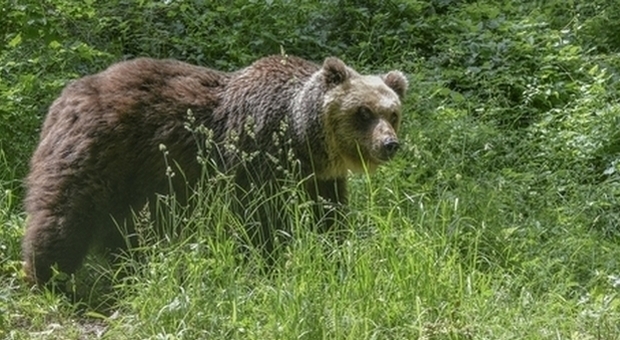 Trentino, orso semina il panico tra gli allevamenti. Una contadina: «Non si lascia intimidire da nulla»