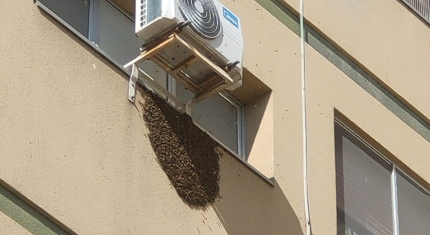 Macchia nera sotto la finestra dell'ospedale: era un grande sciame d'api