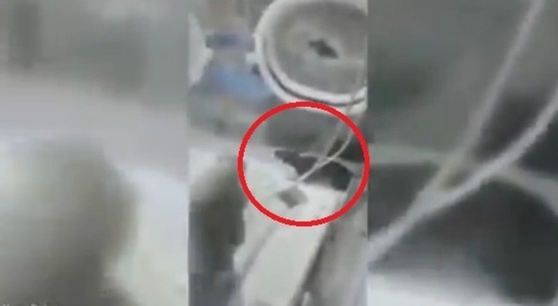 Il topo entra in ospedale e morde un neonato nell'incubatrice VIDEO