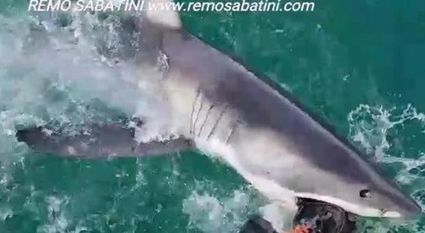 Faccia a faccia con lo squalo bianco: l'incontro è incredibile