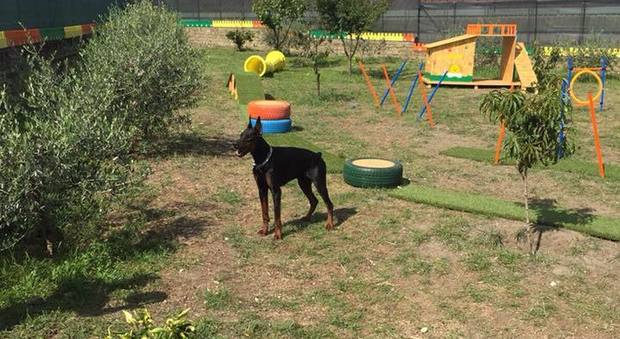 Ottaviano, la Giornata degli Animali al parco tematico Happy Dog