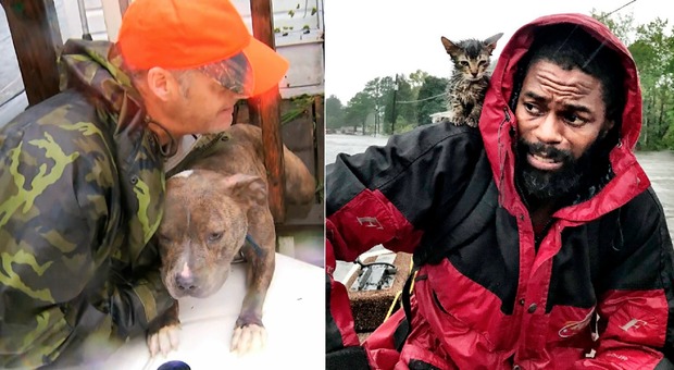 Arriva l'uragano, il canile costretto ad abbattere gli animali: se nessuno li adotta saranno uccisi