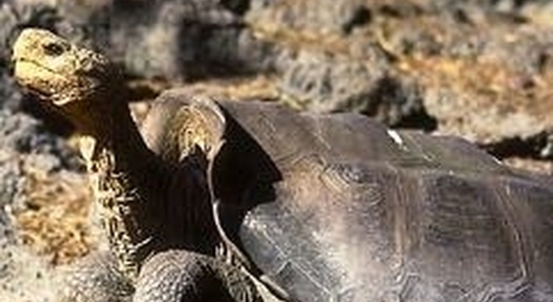 Galapagos, fa 800 figli e ripopola la specie in estinzione: va in "pensione" Diego la tartaruga