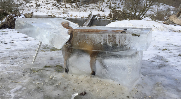 La volpe in un blocco di ghiaccio muore congelata, tentava di attraversare il Danubio -Guarda