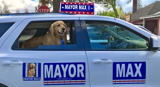 Max Mayor, il labrador sindaco in carica da 5 anni: «Ha reso la nostra città un posto migliore»