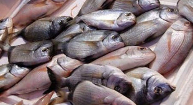 Sequestrate tre tonnellate di pesce mal conservato
