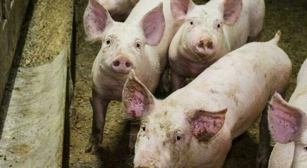 La California rischia di restare senza bacon: legge animalista ne mette a rischio la produzione