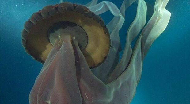 Antartide, avvistate rare meduse giganti «fantasma»: lo choc dei passeggeri e dei ricercatori