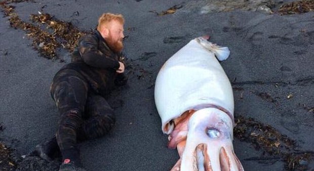 Sorpresa durante l'immersione spunta il calamaro gigante