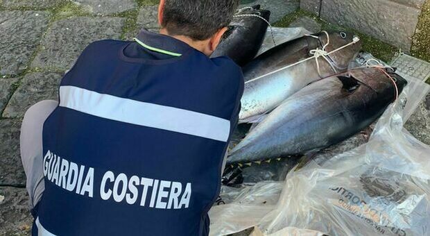 Portici, tonno rosso sequestrato: sanzione di duemila euro per il trasgressore