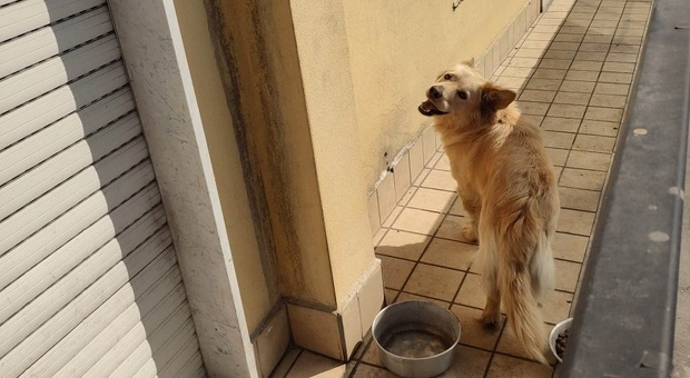 VOLLA. Cane lasciato al sole sul balcone, soccorso dalla polizia municipale