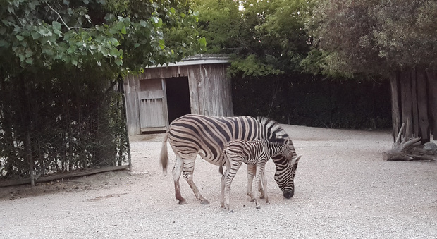 Che festa al parco zoo di Falconara per la nascita di un cucciolo di zebra