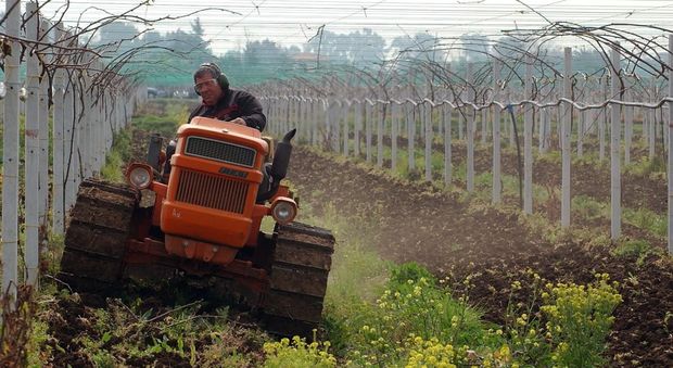 Gelate, siccità e cinghiali: l'anno nero per i produttori di vino ciociari Stimate perdite fino al 50 per cento