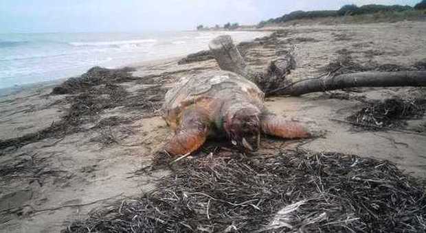 ​Tartaruga marina trovata morta spiaggiata dopo una mareggiata