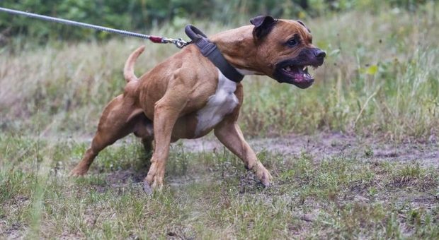 Pitbull senza guinzaglio sbrana cane per strada: il padrone denunciato
