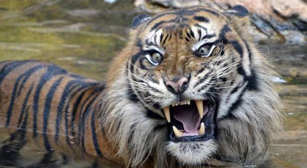 Tigre di Sumatra (foto Ansa)