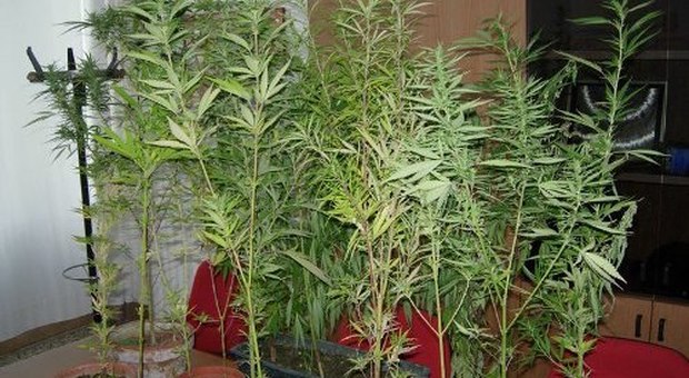 Quarantadue piante di marijuana in casa: arrestato un 37enne disoccupato