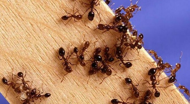 La formica di fuoco è arrivata in Italia: «Allarme invasione». Ecco dov'è stata avvistata e che danni può fare