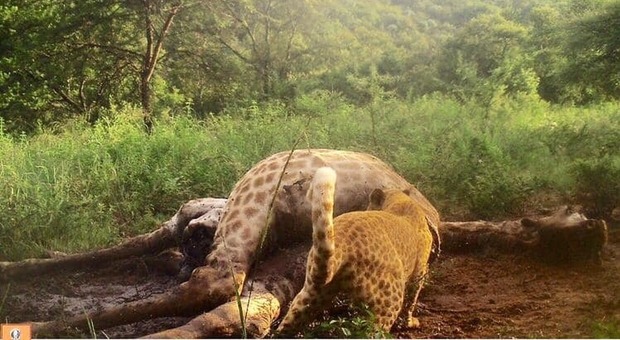 Catturata da vicino la rara immagine di un leopardo rosa che si nutre di una giraffa