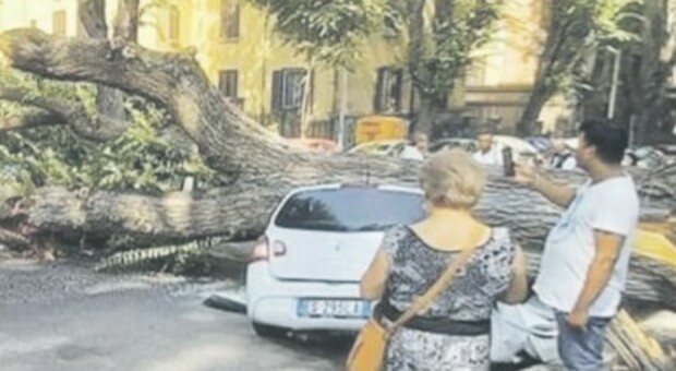 Crolla un albero a Monteverde: paura in strada, danneggiate tre auto in sosta