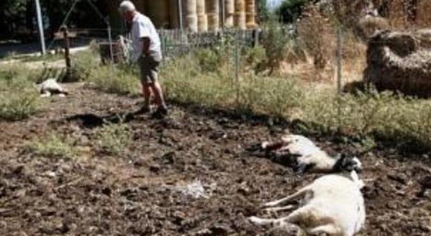 Branco di lupi sbrana un gregge Gli allevatori chiedono aiuto alla Regione