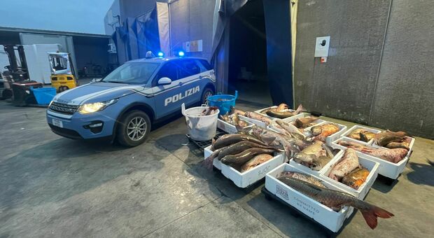 L'auto è stata intercettata nell'ambito di un’indagine congiunta antibracconaggio ittico condotta dai poliziotti della Squadra Acque interne del Commissariato di Porto Tolle dalla Guardia Costiera di Chioggia