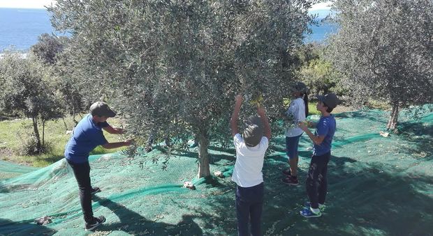 Anacapri, al via la raccolta delle olive con i ragazzi dell'Istituto Gemito