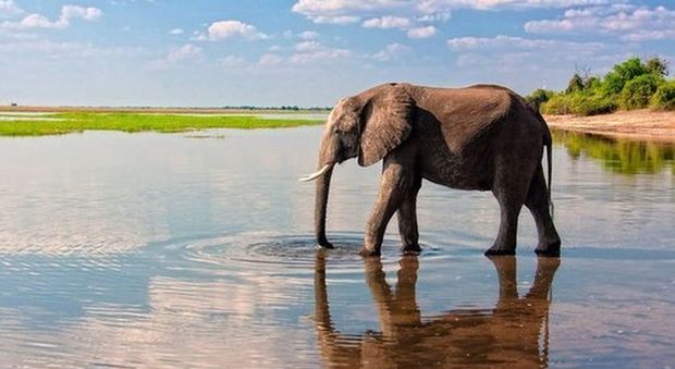 Safari: dal Kenya al Botswana, ecco i luoghi giusti