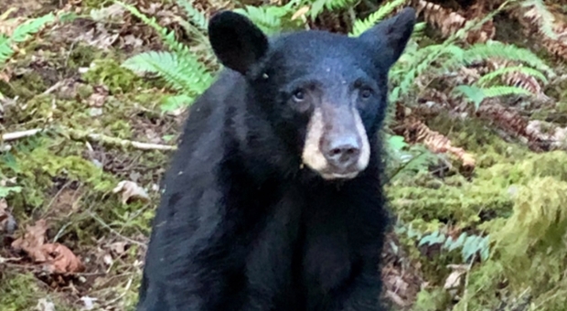 L'orsetto ucciso dalla forestale per "colpa dei selfie". Immagine pubblicata da Washington County Sheriff's Office