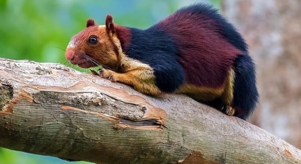 Lo scoiattolo multicolore: «È grande il doppio di quelli comuni». Ecco dove vive (foto Kaushik Vijayan)