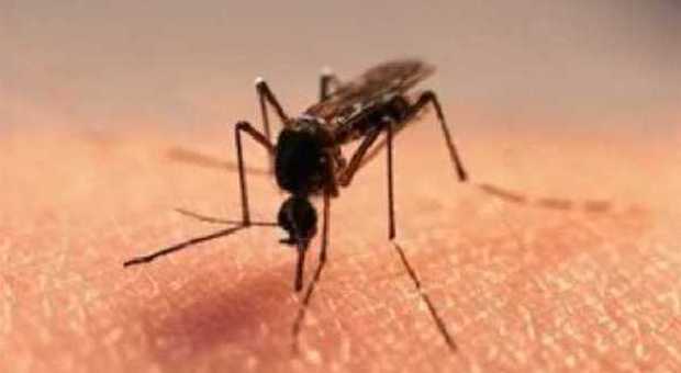 Zanzare killer, altri due casi di "febbre del Nilo" a Lodi: uno in rianimazione, l'altro in isolamento