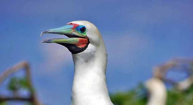 Ischia, avvistato raro esemplare di uccello tropicale: è il sula piedirossi