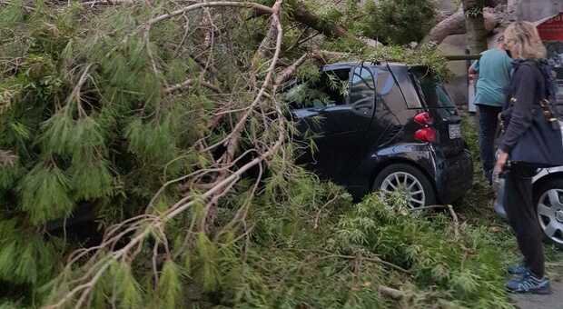 Vento a Roma, caduti alberi su auto: a Fiumicino raffiche a 65 chilometri l'ora