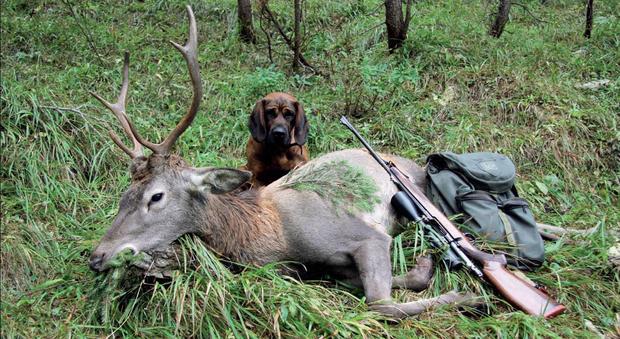 Recupera un cervo ucciso, si sente male: cacciatore muore a 45 anni