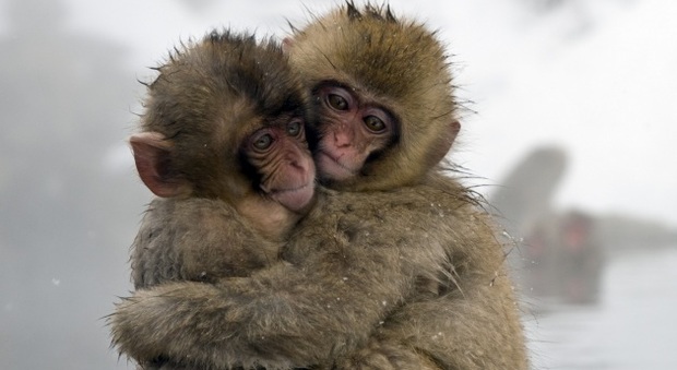 "Le scimmie hanno geni alieni", e lo zoo uccide 57 macachi