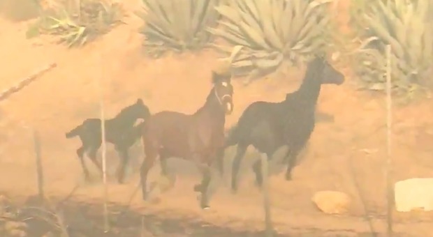 California, il cavallo va incontro alle fiamme per salvare la sua famiglia: il video commuove il web
