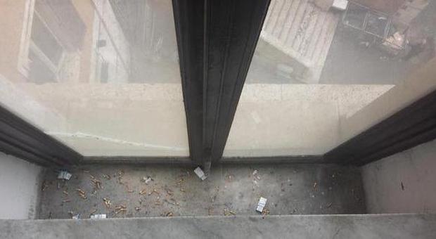 Mozziconi e pacchetti di sigarette per terra, anche a Montecitorio. La denuncia del grillino